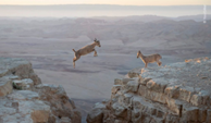 Bouquetin de Nubie bondissant "Kid's game"  Mitzpe-Ramon, dsert du Nguev (photo Yossi Eshbol)