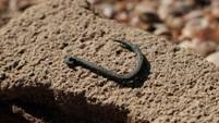 Excavated fishing hook