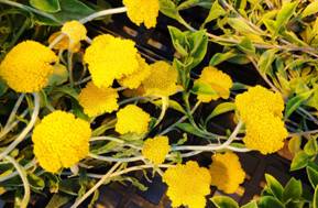  Woolly umbrella, a relative of sunflowers and lettuce, blooms in a Weizmann Institute greenhouse (photo credit: Dr. Sagit Meir)