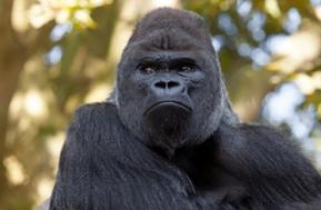 Silverback Gorilla Getty Images/Edwin_Butter