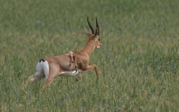 Un cerf  six pattes atteint d'une anomalie gntique rare repr dans le sud d'Isral, sur une photo publie le 8 avril 2024. (Crdit : Socit pour la Protection de la Nature en Isral)