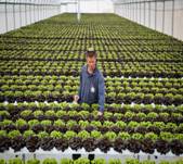  A Hydroponic farm which grows lettuce in a greenhouse, in the Jewish settlement of Migdal Oz, Gush Etzion, on March 29, 2023. Illustration. (photo credit: GERSHON ELINSON/FLASH90)
